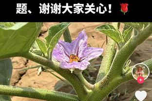 继续进货！罗马诺：本菲卡签下17岁阿根廷天才前锋普雷斯蒂安尼